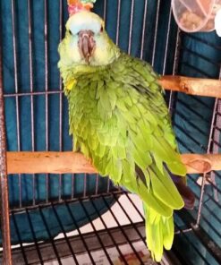 Blue Fronted Amazon Parrot For Sale