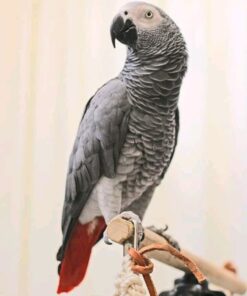 Congo African Grey Parrot For Sale