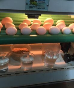 Indian Ringnecked Parakeet Parrot eggs