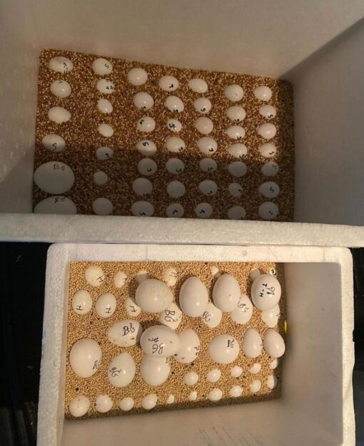 Pionus Parrots Eggs