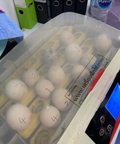 Sulphur Crested Cockatoo Parrot Eggs