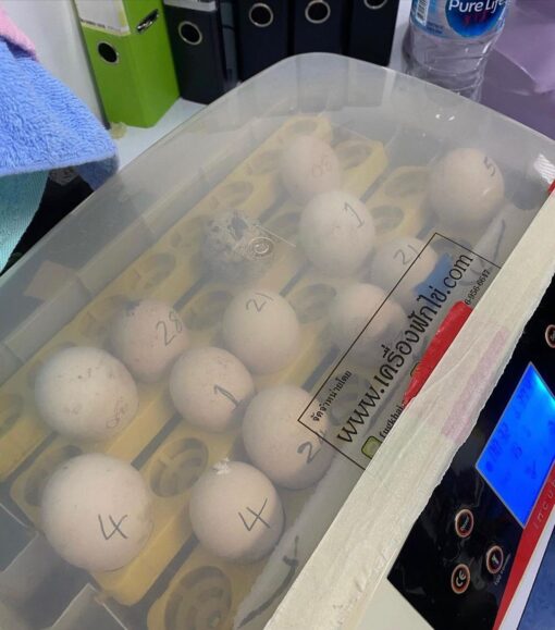 Cockatiel Parrot Eggs