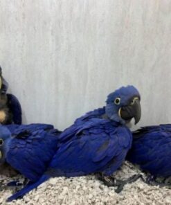 Baby Hyacinth Macaw Parrots For Sale