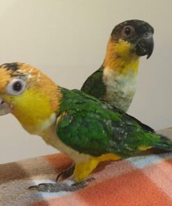 Black Headed Caique for Sale