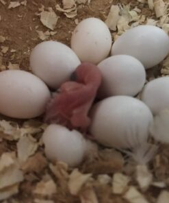 Spix`s Macaw Parrot Eggs