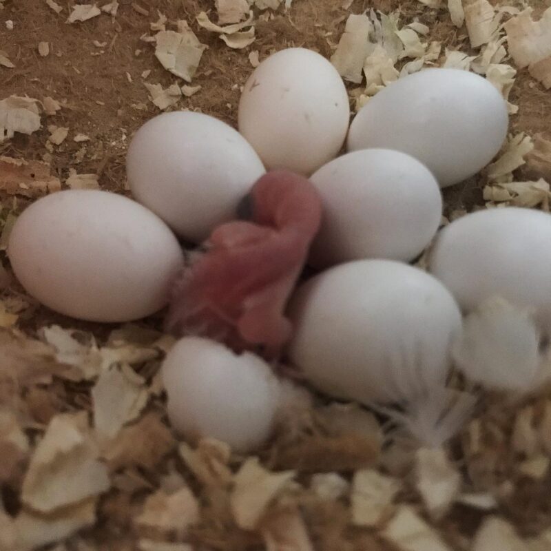 Spix`s Macaw Parrot Eggs