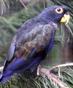 Bronze-winged Parrots For Sale