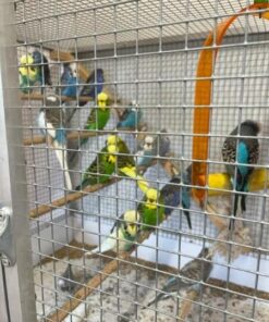 budgies parrot for sale