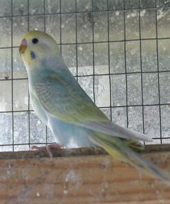 budgies parrot for sale