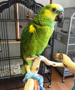 Blue Fronted Amazons Parrot For Sale