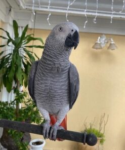 Congo African Grey Parrot for Sale