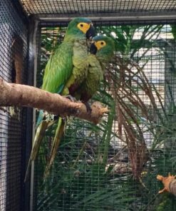 Red Bellied Macaw Parrots For Sale