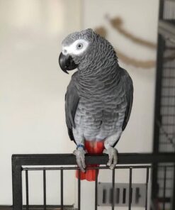 Congo African Grey Parrot for Sale