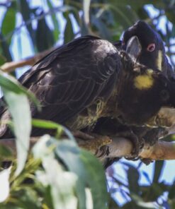 Yellow Tail Black Cockatoo Parrot For Sale