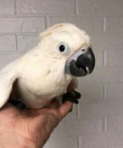 Baby Sulphur Crested Cockatoo Parrots For Sale