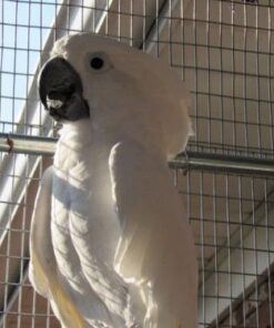 Umbrella Cockatoo Parrots For Sale