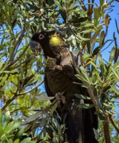 Yellow tail black cockatoo parrots For Sale