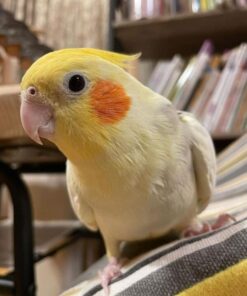 Cockatiel Bird For Sale