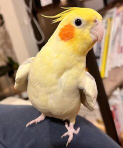 Cockatiel Bird For Sale