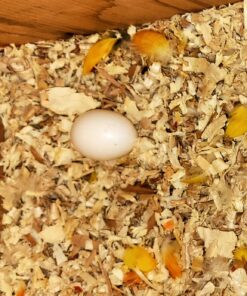 Timneh African Grey Parrot Eggs