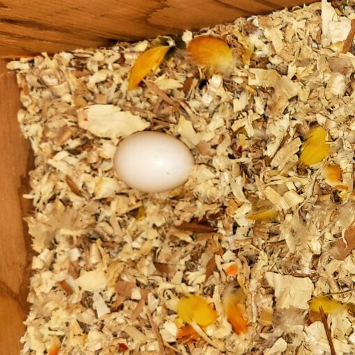 Timneh African Grey Parrot Eggs