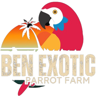 Exotic-Parrot Birds