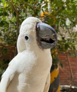 Umbrella Cockatoo Parrots For Sale