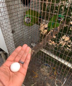 Congo African Grey Eggs