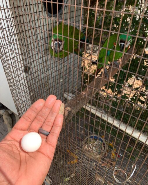 Congo African Grey Eggs