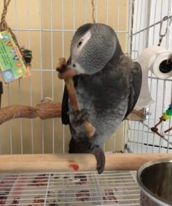 Congo African Grey Parrot for Sale