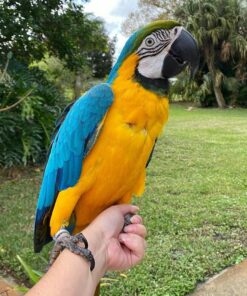 Blue And Gold Macaw Parrots For Sale