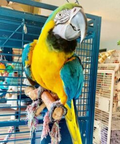 Blue And Gold Macaw Parrots For Sale