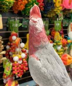 Rose Breasted Cockatoo Parrot For Sale