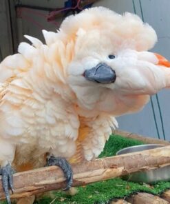 Moluccan Cockatoo Parrots For Sale