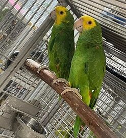 Baby Double Yellow Amazon Parrots For Sale