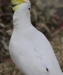 Sulphur Crested Cockatoo Parrot For Sale