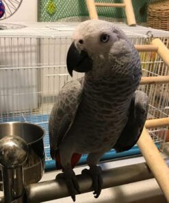 Congo African Grey Parrot For Sale