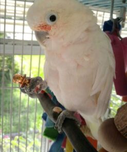 Goffin’s Cockatoo Parrots For Sale