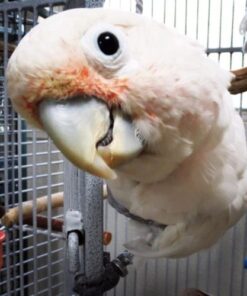 Goffin’s Cockatoo Parrots For Sale