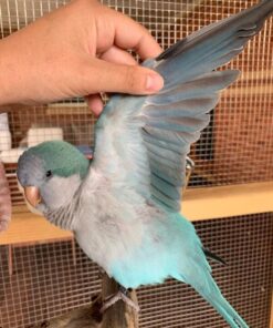 Quaker Parrot For Sale