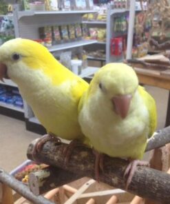 yellow Quater parrot for sale san francisco