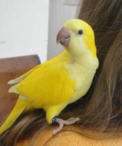 yellow Quater parrot for sale san francisco