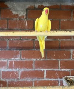 Dna tested Pair of yellow Ringnecks