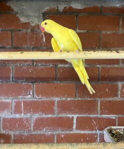 Dna tested Pair of yellow Ringnecks