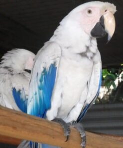 White Scarlet Macaw Parrots For Sale