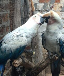 White Scarlet Macaw Parrots For Sale