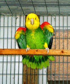 Double Yellow Head Amazon Parrot