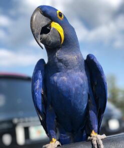 Hyacinth Macaw Parrots For Sale