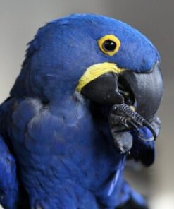 Hyacinth Macaw Parrots For Sale