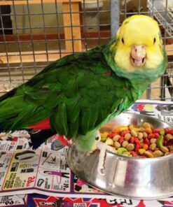 Double Yellow Head Amazon Parrot